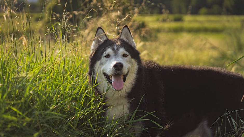 Seasonal Tips: How to Choose Pet Insurance During the 2026 Open Enrollment Period