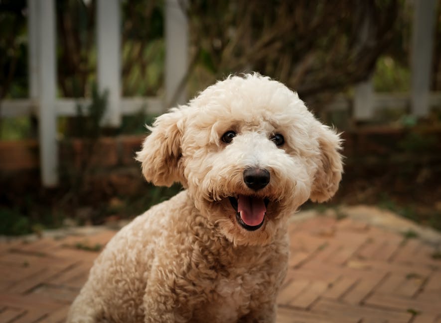 Understanding Pet Insurance Coverage for Hip Dysplasia in 2026