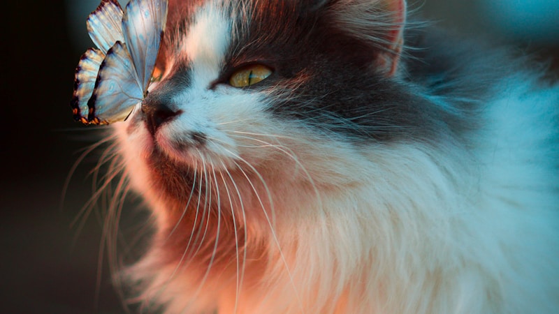 Comprehensive Guide to Cat Specific Pet Insurance in 2026