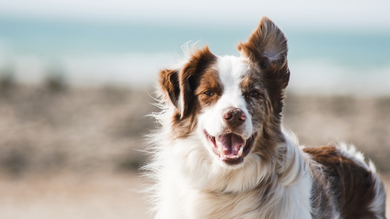 Pet Insurance for Dogs: Everything You Need to Know