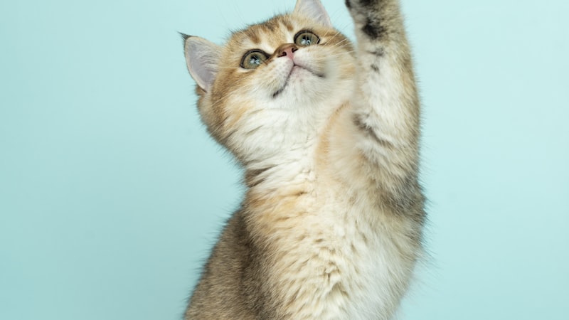 Is Pet Insurance Worth It? Pros and Cons