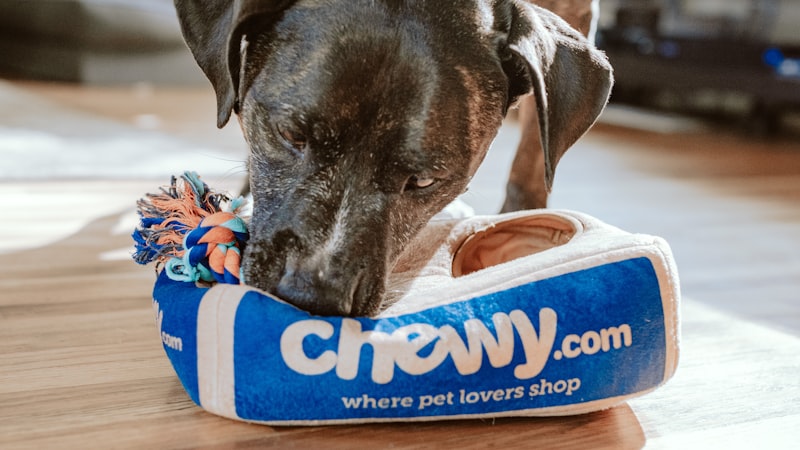 Best Pet Insurance for Puppies